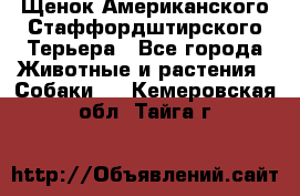 Щенок Американского Стаффордштирского Терьера - Все города Животные и растения » Собаки   . Кемеровская обл.,Тайга г.
